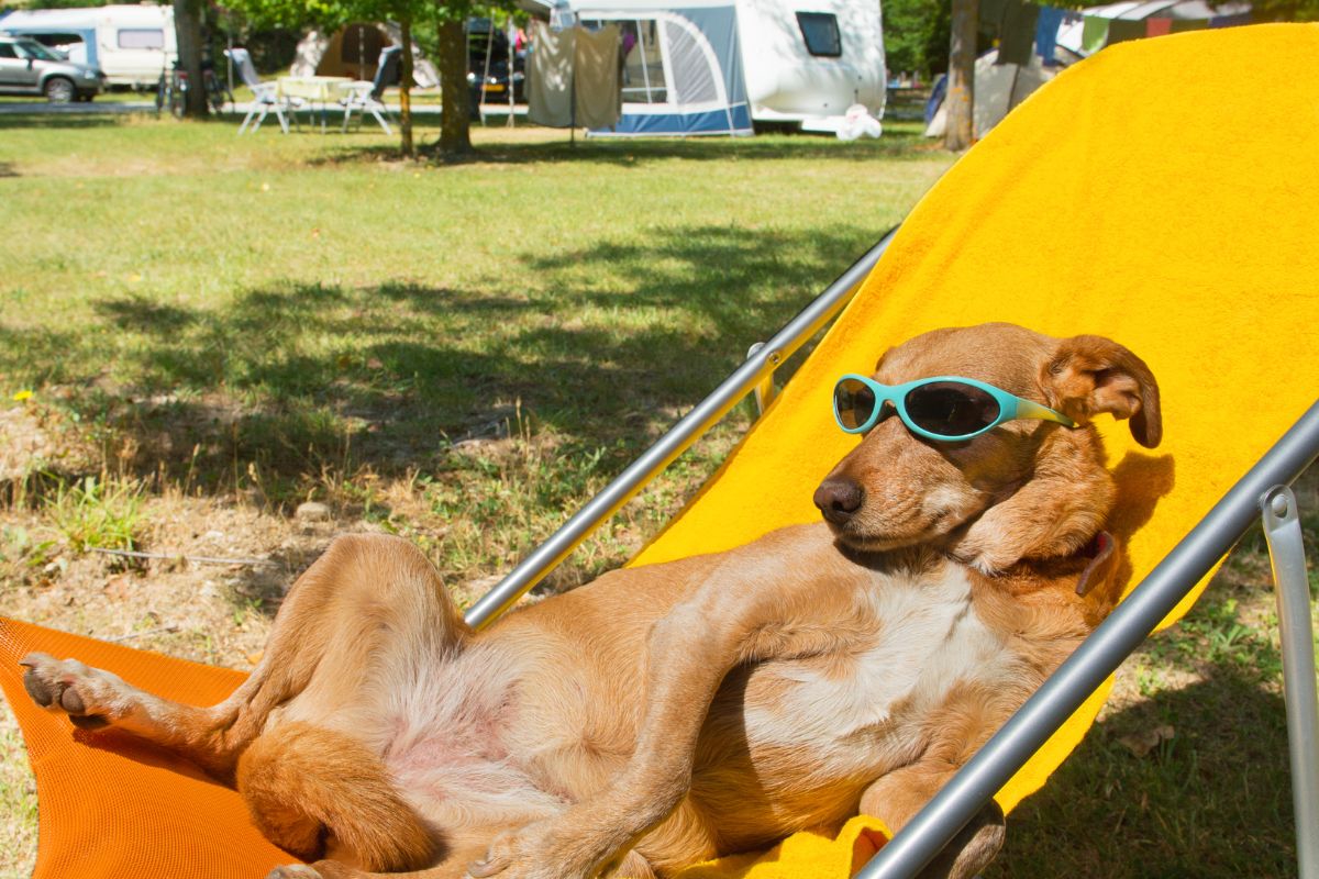 Dog Friendly holiday parks