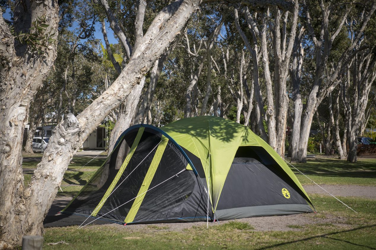 Green dome tent pitched on a grassed, tree-shaded unpowered camp site at Dicky Beach Holiday Park.